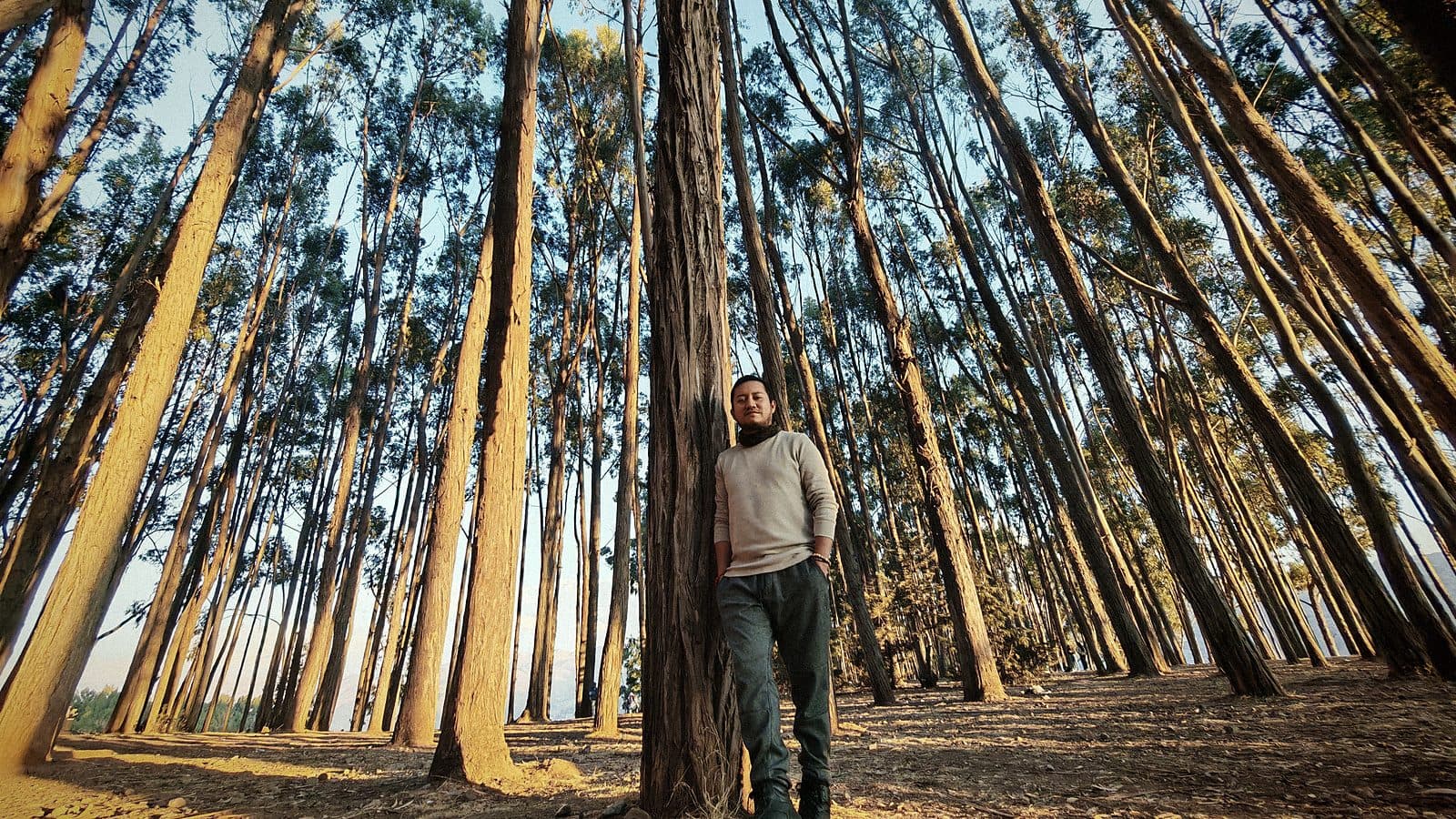 Eddie Ajalcriña. Bosque de eucaliptos, Cusco